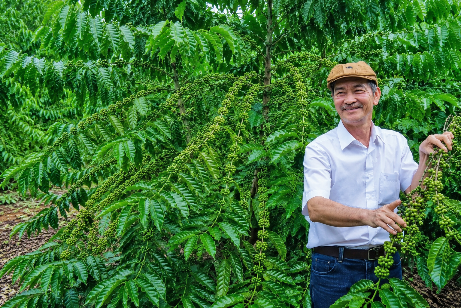 Nông dân trồng cà phê