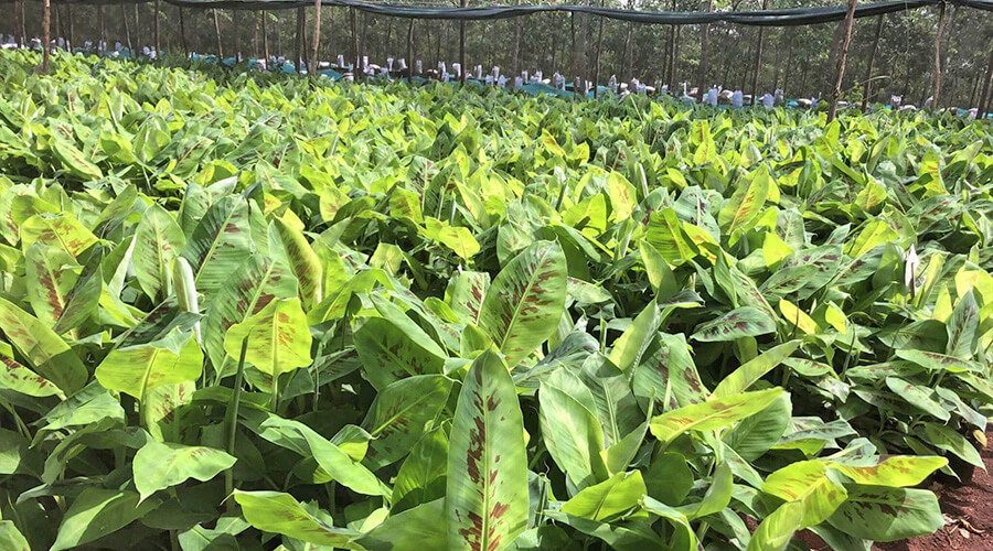 Hình ảnh dự án