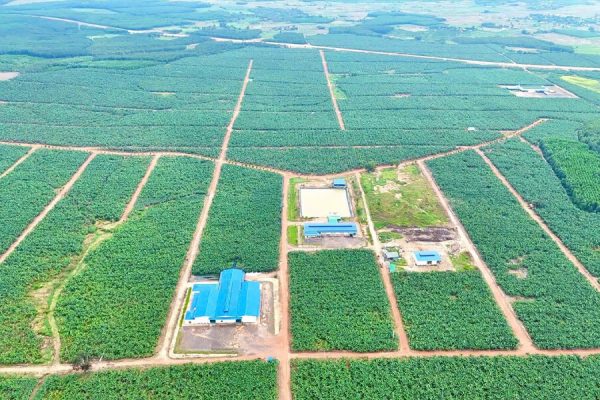 Hệ thống tưới phun bù áp cho 230 ha Chuối
