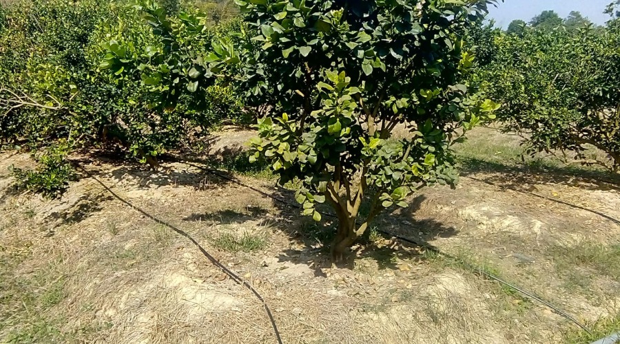 Hình ảnh dự án