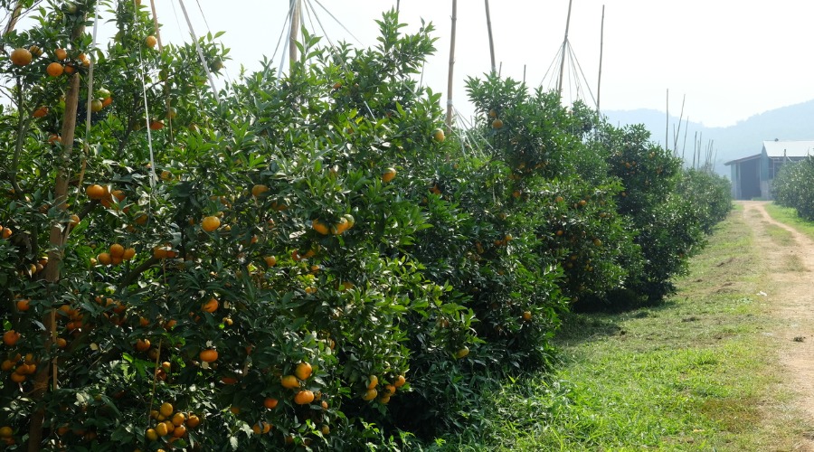 Hình ảnh dự án