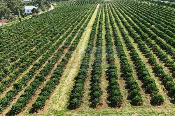 Dự án tưới nhỏ giọt 75ha cà phê