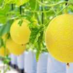 Lượng nước tưới cây dưa lưới giá thể