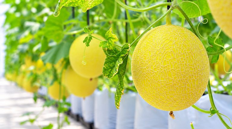 Lượng nước tưới cây dưa lưới giá thể