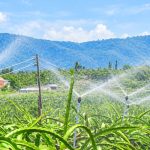 Cách lắp đặt hệ thống tưới phun mưa