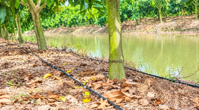 Tưới nước cho cây xoài – Tưới nhỏ giọt miền Tây Nam Bộ