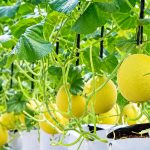 Chi phí hệ thống tưới nhỏ giọt cho dưa lưới trồng giá thể_Phần 2