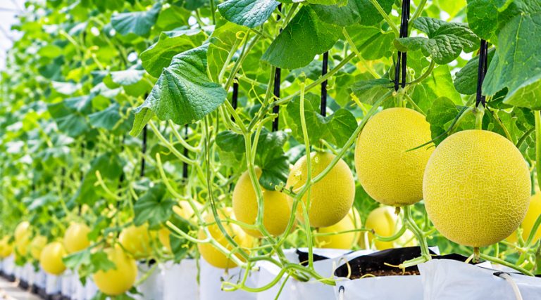 Chi phí hệ thống tưới nhỏ giọt cho dưa lưới trồng giá thể_Phần 2