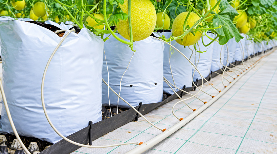 Chi phí hệ thống tưới nhỏ giọt dưa lưới trồng giá thể_Phần 1