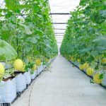 Tưới nhỏ giọt cây dưa lưới trồng giá thể
