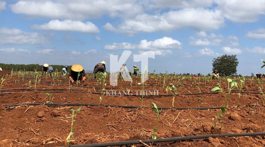 Hình ảnh dự án