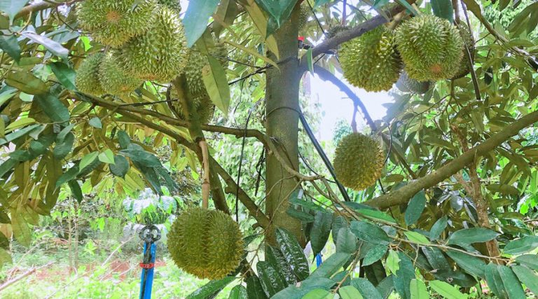 Giải pháp tưới công nghệ cao cho sầu riêng