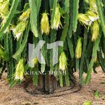 Nhu cầu nước tưới cho cây thanh long