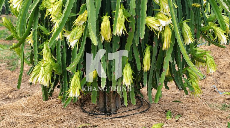 Nhu cầu nước tưới cho cây thanh long