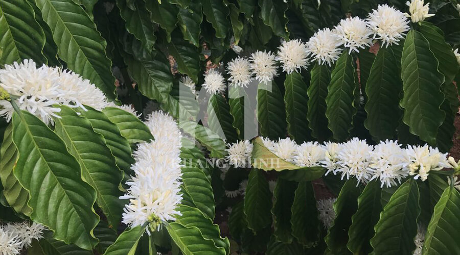 tưới ra hoa cà phê
