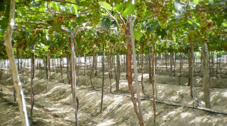 Chi phí lắp đặt hệ thống tưới nhỏ giọt cho cây nho bao nhiêu tiền
