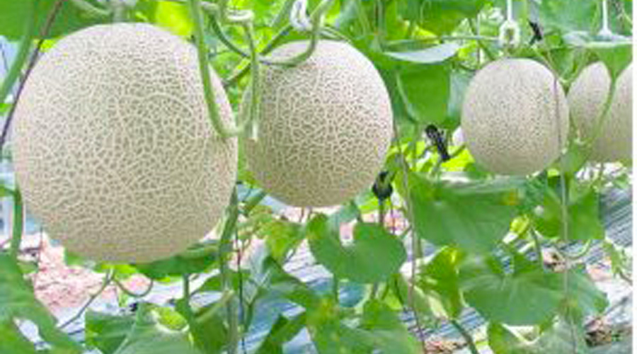 Tư vấn hệ thống tưới nhỏ giọt cho cây dưa lưới_Phần 3 (Trồng đất)