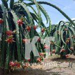 Giải Pháp Tưới Nhỏ Giọt Cho Cây Thanh Long