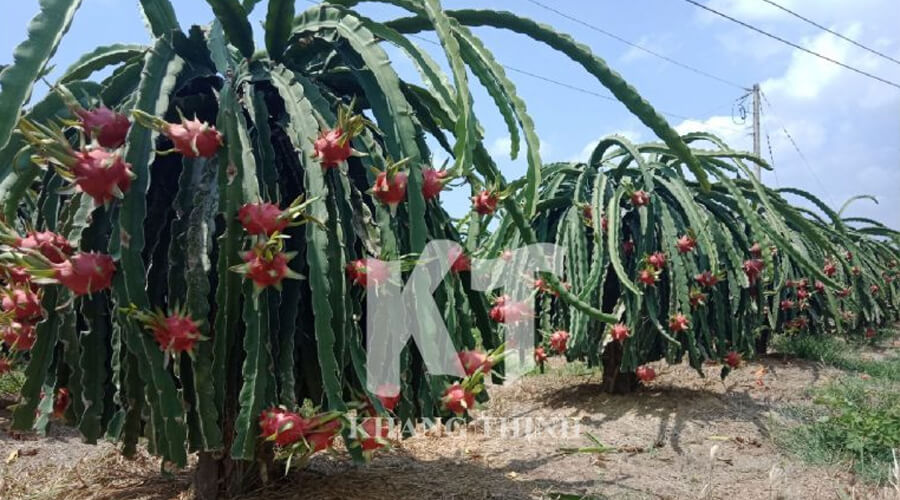 Giải Pháp Tưới Nhỏ Giọt Cho Cây Thanh Long