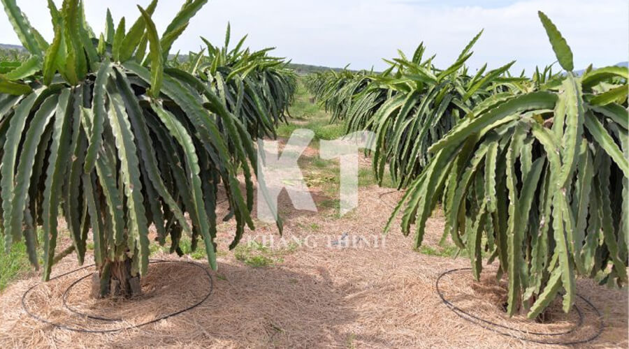 tưới nhỏ giọt phục hồi thanh long thu hoạch